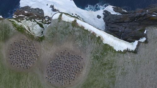 Quadcopter aerial imagery of Adélie penguin breeding colonies. (WHOI, Northeastern University, Courtesy Thomas Sayre McChord, Hanumant Singh.)
