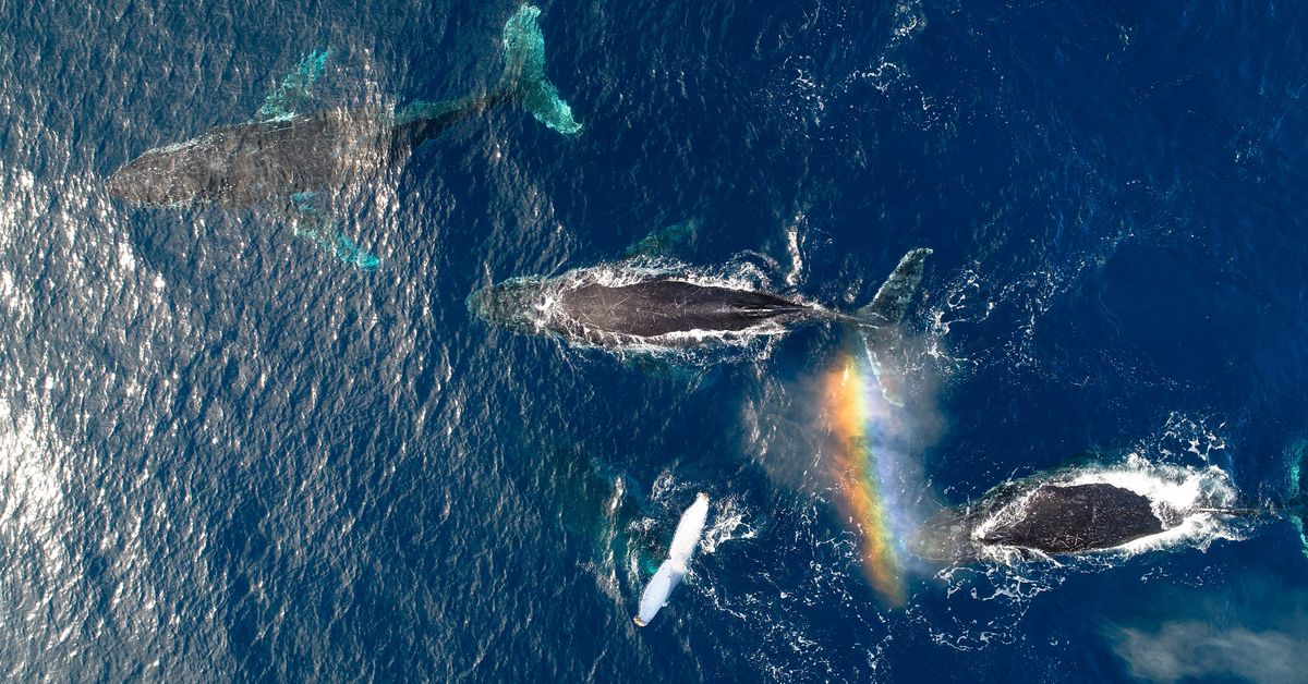 Humpback whales ‘happier’ during the pandemic, research finds