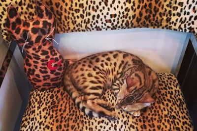 Especially when she has a coordinating leopard-print chair to recline on, obvs.