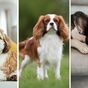 These are some of the best dog breeds for apartment living