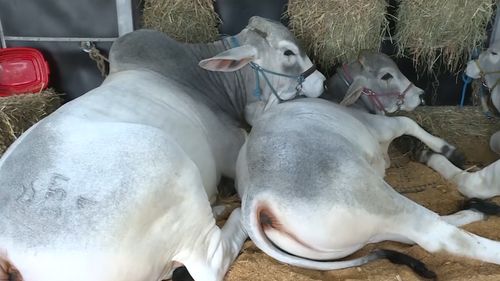 The straws of semen came from the highly recognised Tartrus Brahman Stud. Picture: 9NEWS