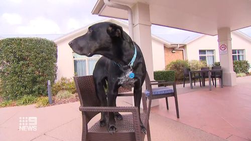 Zeus the old rescue dog becomes companion for aged care residents