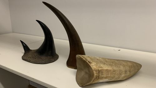 Tusks and horns.