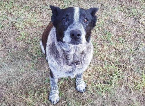 Partially blind dog Max stayed with the three-year-old girl until she was found. (QLD Police)