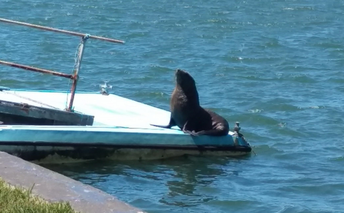 The seal was just five metres from the home. (Supplied)