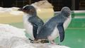 Plea to keep penguin discovery centre open