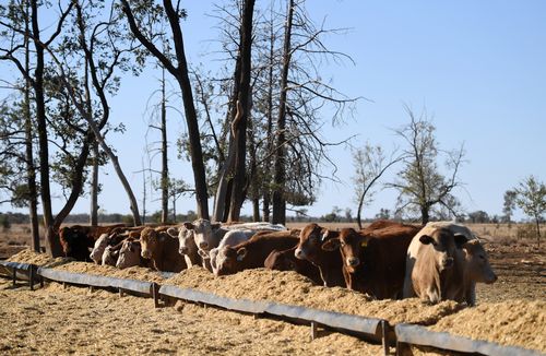 Graziers in Queensland are being forced to "de-stock' on cattle becuase there is not enough grain to feed them because of the harsh drought conditions.