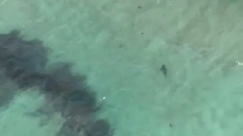 Twenty shark sightings along Vic beaches