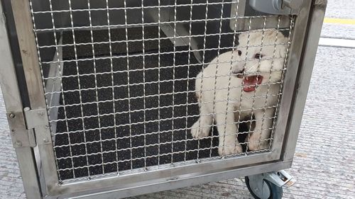 Rescuers stunned to find baby white lion after highway crash in Germany