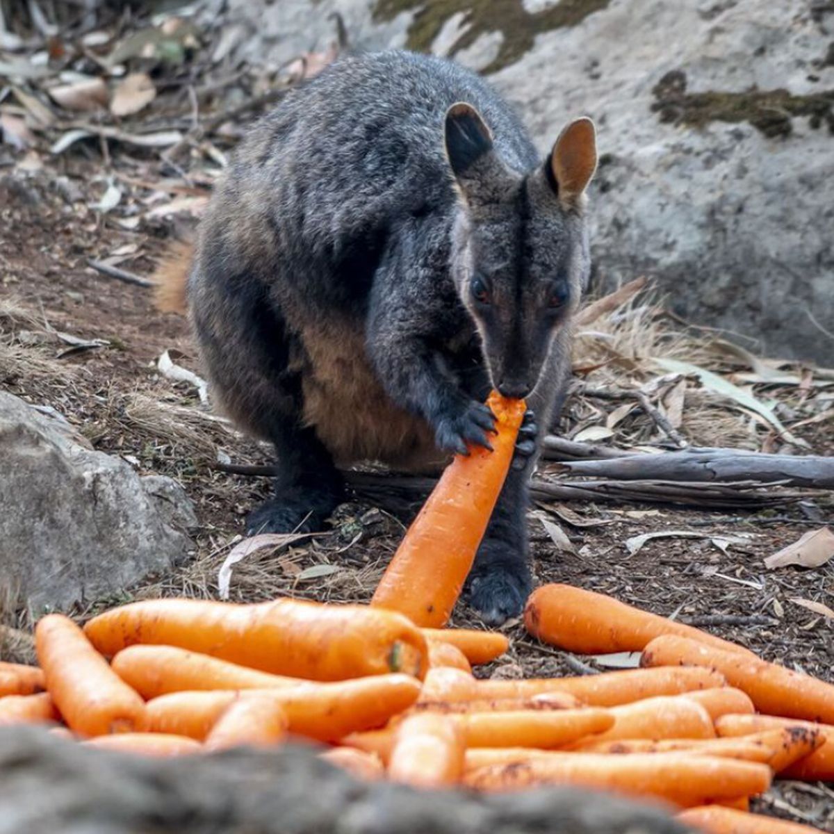 Rock-wallaby rescue