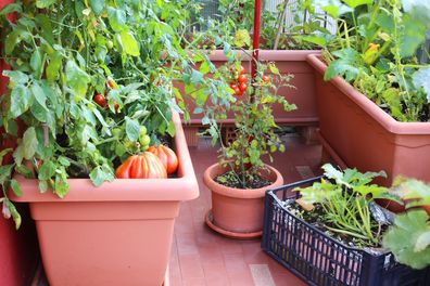 gardening container vegetables