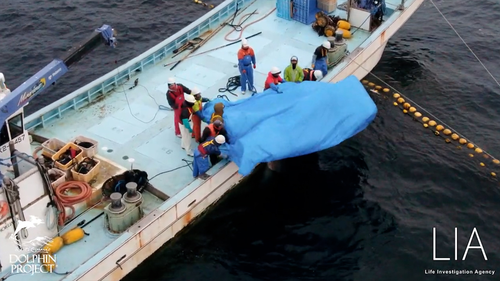 After the animal was killed it was hauled onboard the boat and butchered. 