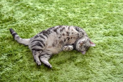 Lying cat