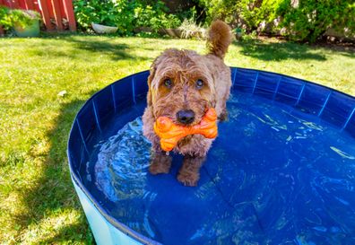 Dog stock Miniature goldendoodle enjoying a small splash pool on a hot summer day.