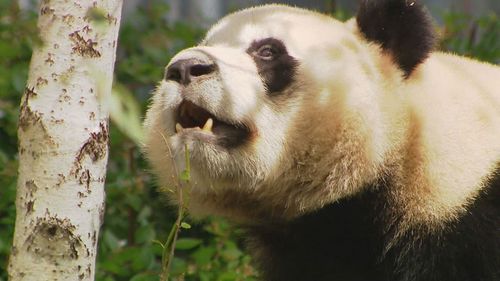 Adelaide Zoo's new pandas have gone public and are already seemingly right at home. A month after their arrival from China, Xing Qiu and Yi Lan are out of quarantine and have made their grand debut in the zoo's bamboo forest, captivating crowds with their playful antics.