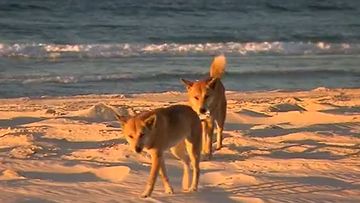 Dingo experts say the number one problem causing dingoes to behave badly is human interaction.