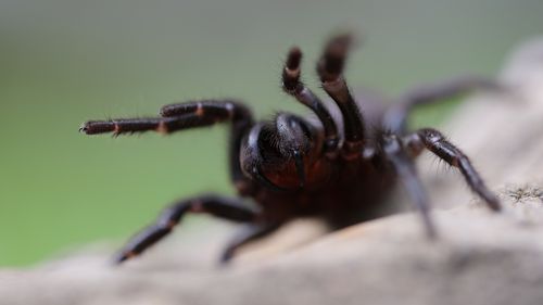Australian's warned of funnel-web "bonanza" due to warm and humid weather.