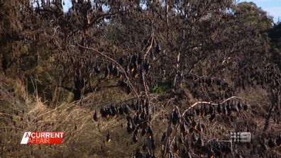 Tamworth NSW resident Ruth Stuart isn't a fan of the thousands of bats in her garden.