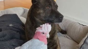 How an unlikely friendship between a dog and bird blossomed 