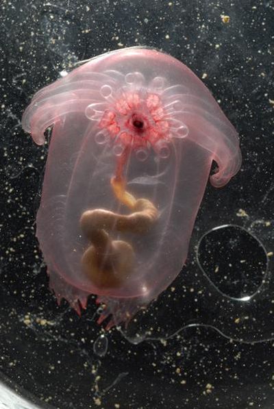 10 sea creatures that are too cute to be real (but are)