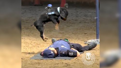 Poncho jumps into the air before jumping on his handler's chest. Picture: Twitter/Madrid Police