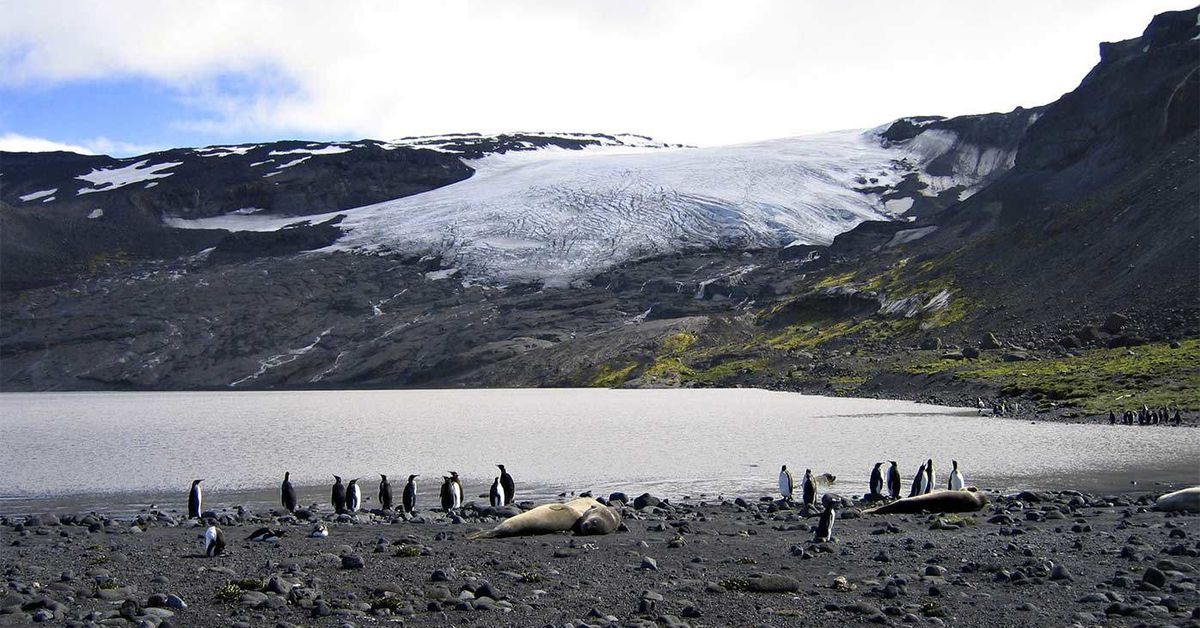 Deadly bird flu strain reaches Australian territory for the first time