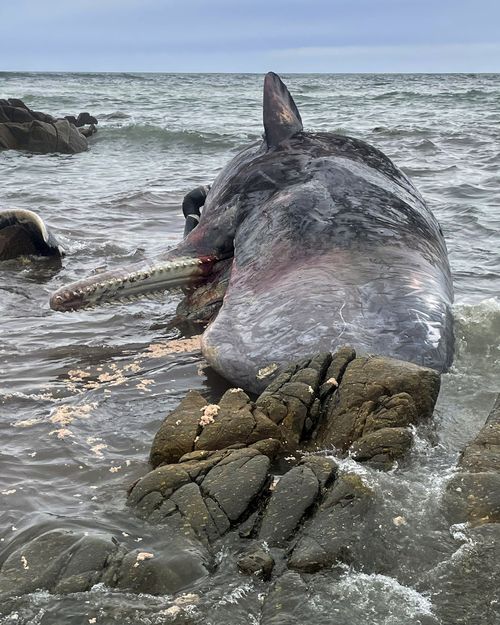 One of 14 dead sperm whales lies washed up on a beach at King Island, north of Tasmania, Australia, Tuesday, Sept. 20, 2022. The whales were discovered Monday afternoon on King Island, part of the state of Tasmania in the Bass Strait between Melbourne and Tasmania's northern coast, the state Department of Natural Resources and Environment said in a statement. (Department of Natural Resources and Environment Tasmania via AP)