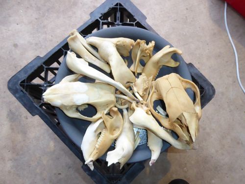 A number of animal skulls weer found at a Palmerston property.
