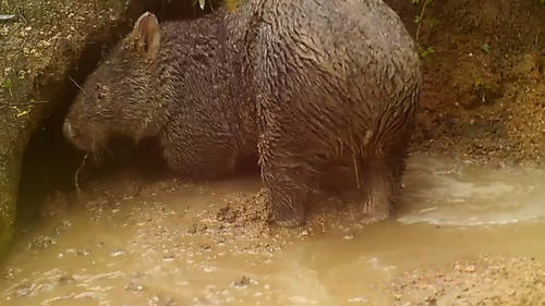 A sodden wombat was filmed trying to dig its way into a flooded burrow last week.
