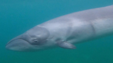 The pygmy right whale is the smallest of the characteristically large filter-feeding baleen whales and is rarely sighted.