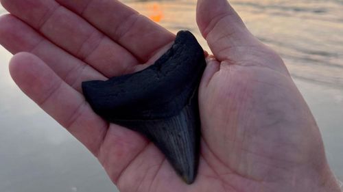 Megalodon teeth are prized items for amateur collectors competing to get the largest and most pristine they can find. 