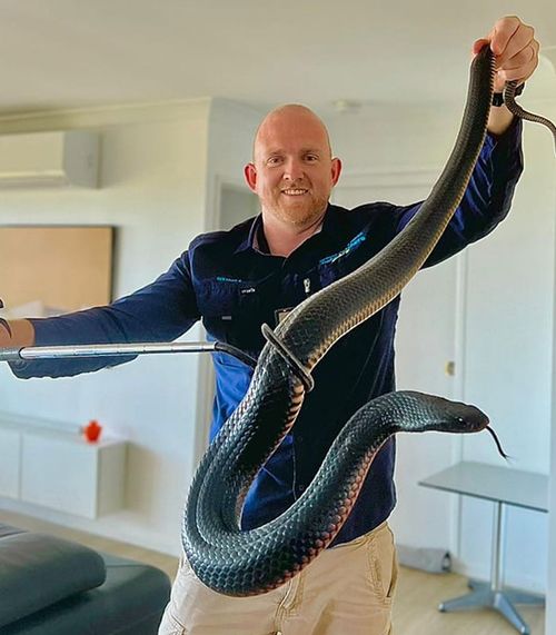 Massive red belly snake caught in Maleny, Sunshine Coast, Queensland by Sunshine Coast Snake Catchers.
