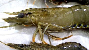 White spot virus detected in wild caught school prawn in northern NSW.