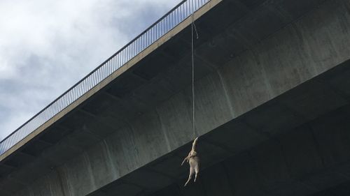 The RSPCA and Sutherland Police were called, as well as the NSW Roads and Maritime Services, who worked to retrieve the animal from the bridge.