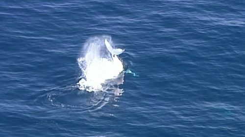 Several groups of whales are in the vicinity. (9NEWS)