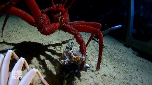 A submarine mission will explore the ocean floor 6kms below the surface of the Indian Ocean. 