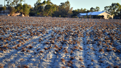 An abandoned field is seen in the drought ravaged town of Stanthorpe, 180km south west of Brisbane, earlier this month.