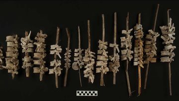 Examples of human vertebrae on posts, found in Peru&#x27;s Chincha Valley.