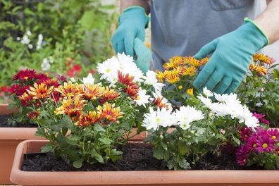 Hands of gardener potting flowers in greenhouse or garden - selective focus on the flowers - chrysanthemum