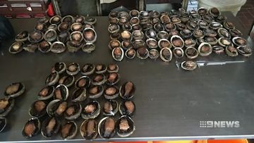 man faces court over illegal abalone trade to a kiama bakery