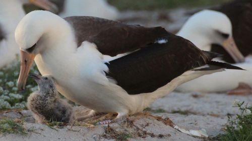 World's oldest seabird expecting again