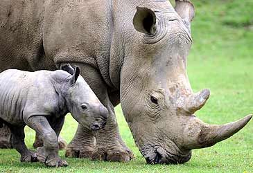 What are rhinoceros horns mainly composed of?