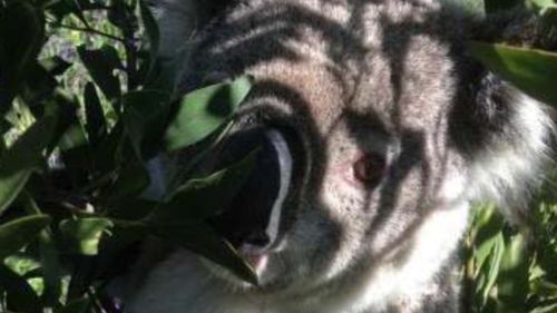 Koala spotted in Snowy Mountains for first time in more than 70 years