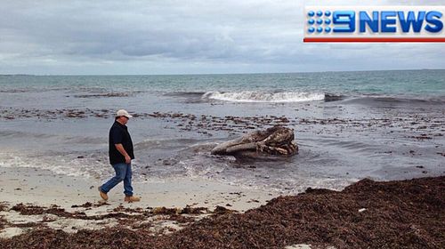 Whale head washes up on Perth beach