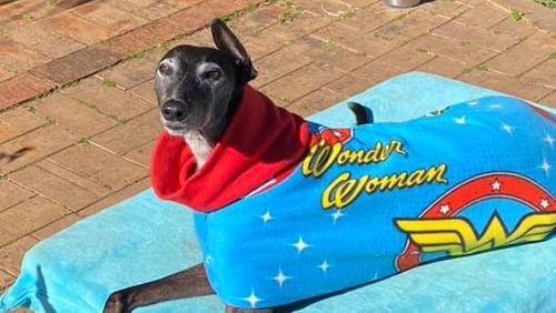 Elsa the greyhound was a happy, active dog before she was poisoned in 2020.