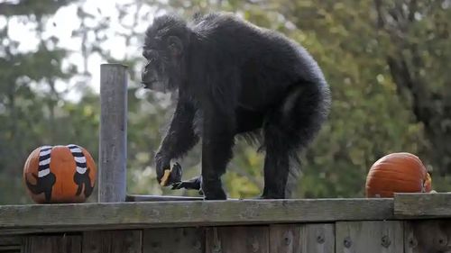 Oldest male chimpanzee in US dies at San Francisco zoo