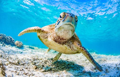 Turtle in the Great Barrier Reef