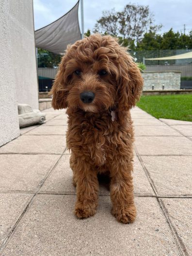 Cavoodle Frankie is sad to hear 'oodle' breeds like her are a 'groomer's nightmare'.