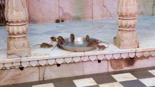 The rats are allowed to roam free in the temple. (Ehsan Knopf/9NEWS)