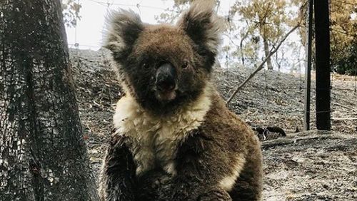 More than 60,000 koalas were impacted in the bushfire crisis. 